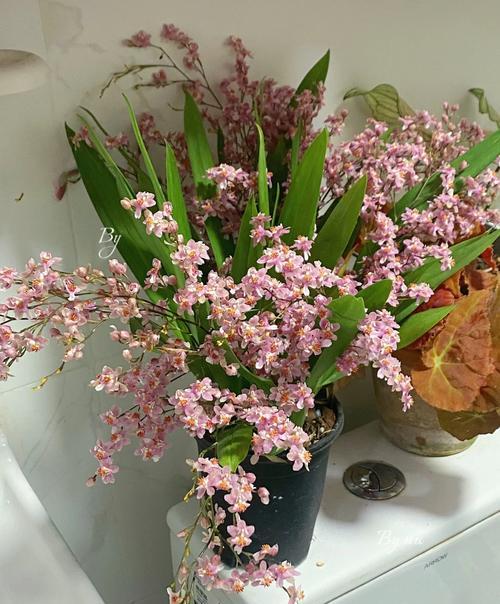 光线不足时适合养哪些花？