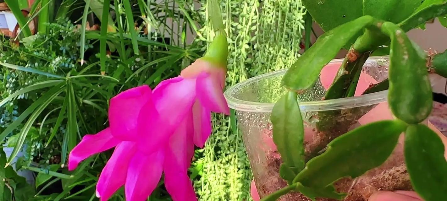 蟹爪兰的种植方法是什么？蟹爪兰种植需要注意哪些问题？