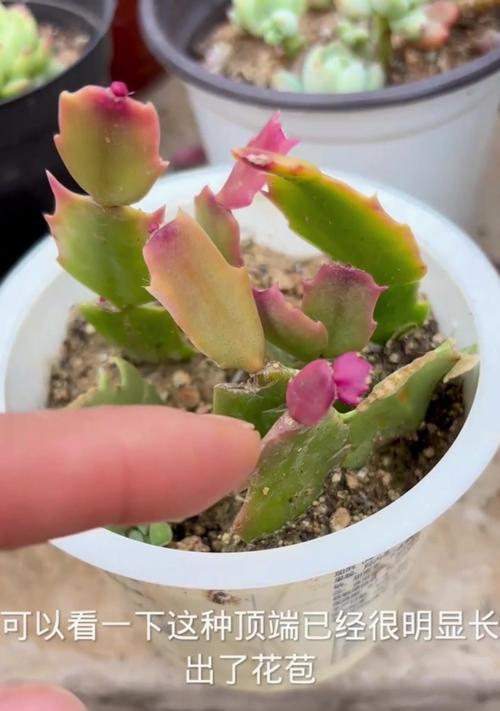 蟹爪兰的种植方法是什么？蟹爪兰种植需要注意哪些问题？
