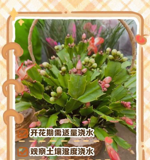 蟹爪兰的种植方法是什么？蟹爪兰种植需要注意哪些问题？