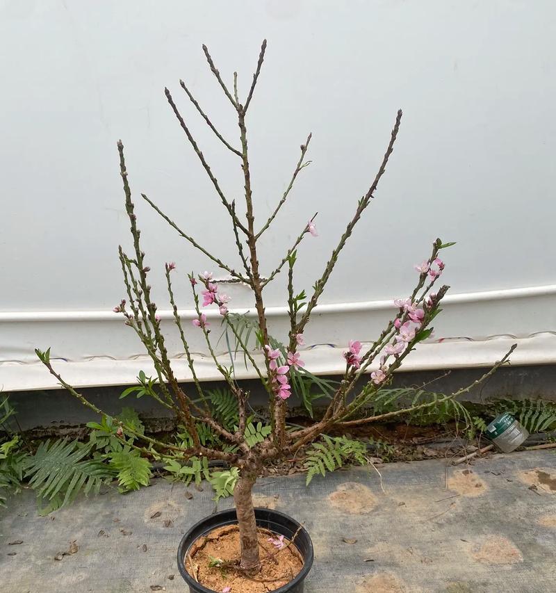 盆栽蟠桃树的特征是什么？如何辨认蟠桃树？
