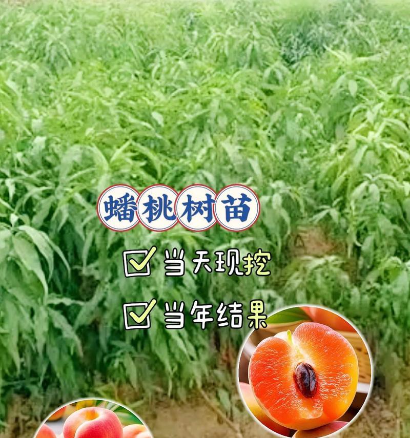 盆栽蟠桃树的特征是什么？如何辨认蟠桃树？