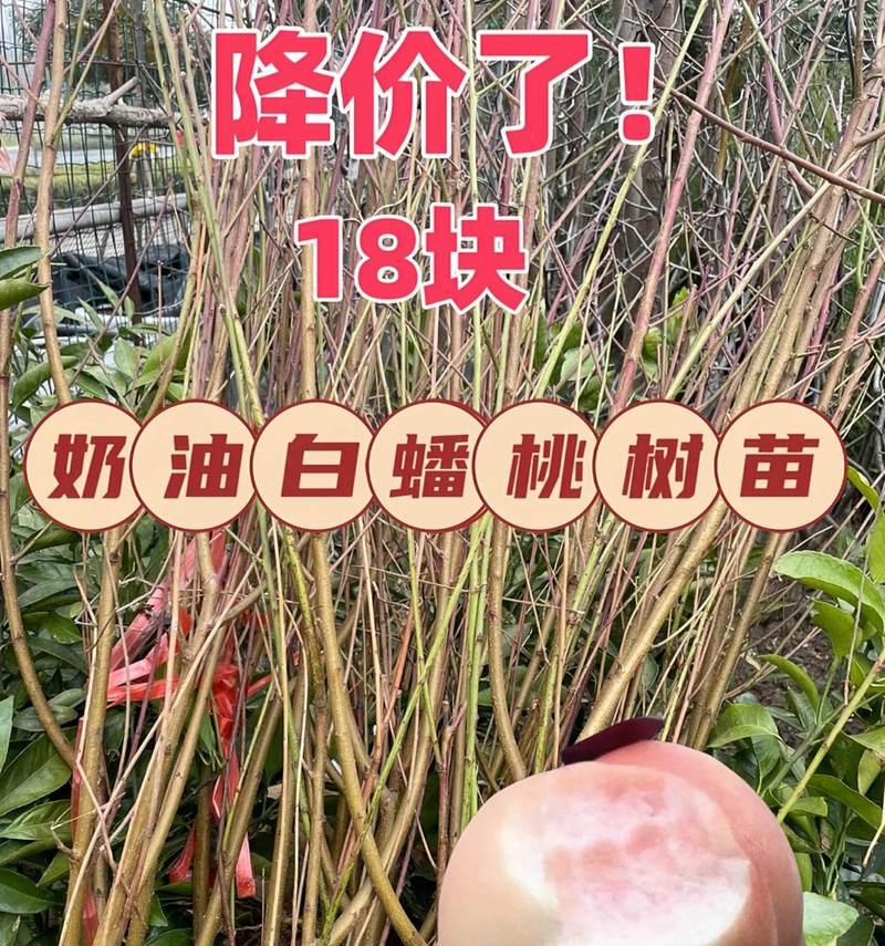 盆栽蟠桃树的特征是什么？如何辨认蟠桃树？