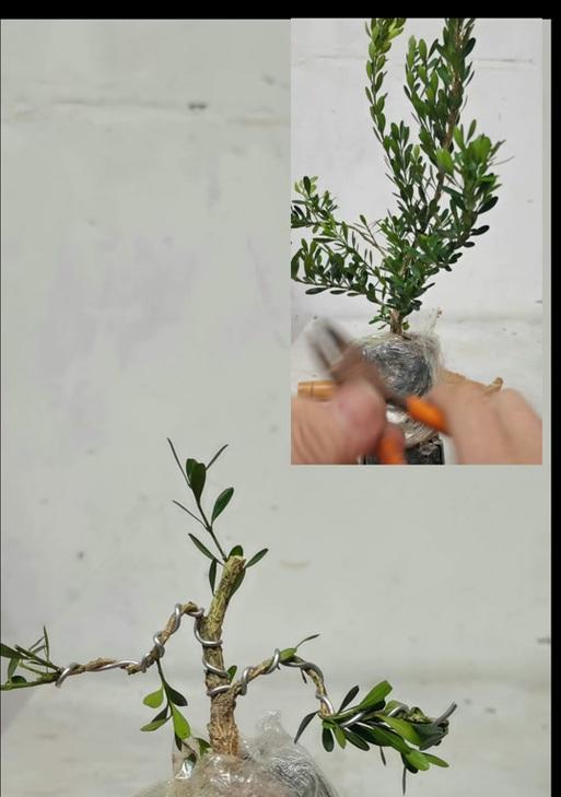 树根盆景的设计要点是什么？