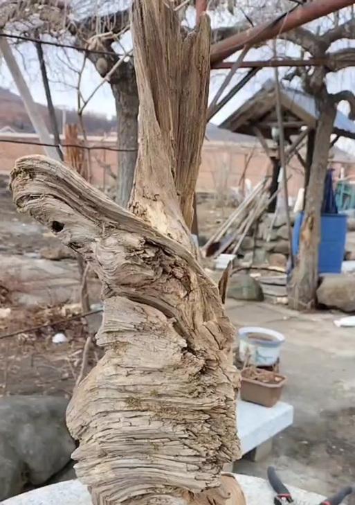 树根盆景的设计要点是什么？