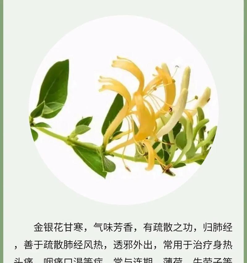 盆栽金银花的日常管理技巧是什么？