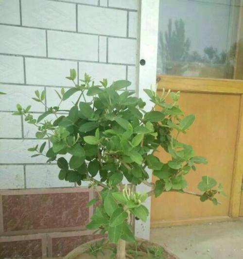盆栽金银花的日常管理技巧是什么？