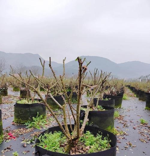 月季花修剪方法是什么？修剪后如何护理？