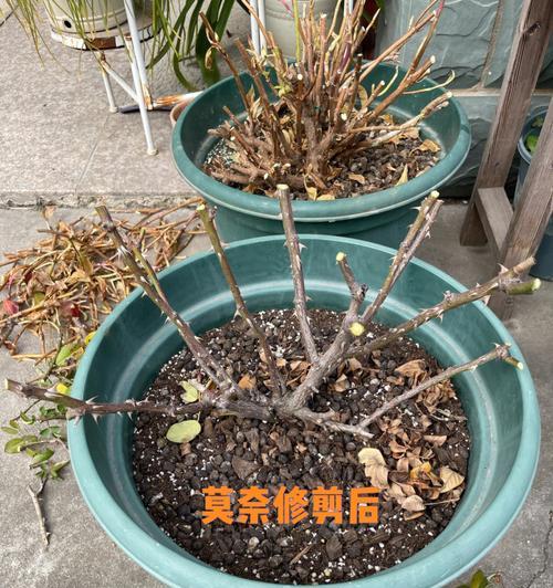 月季花修剪方法是什么？修剪后如何护理？