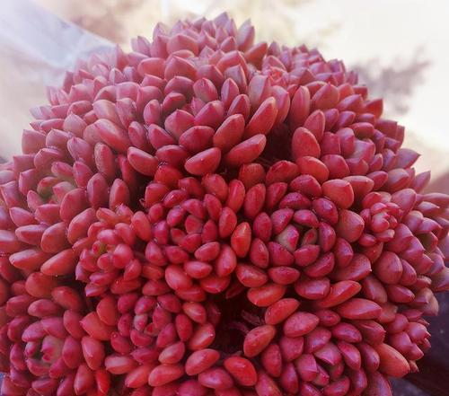 多肉红宝石的养殖技巧是什么？如何养出红宝石般的颜色？