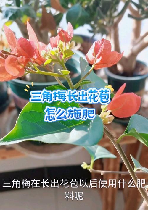 三角梅施肥应该使用哪种肥料？如何正确施肥以促进三角梅生长？