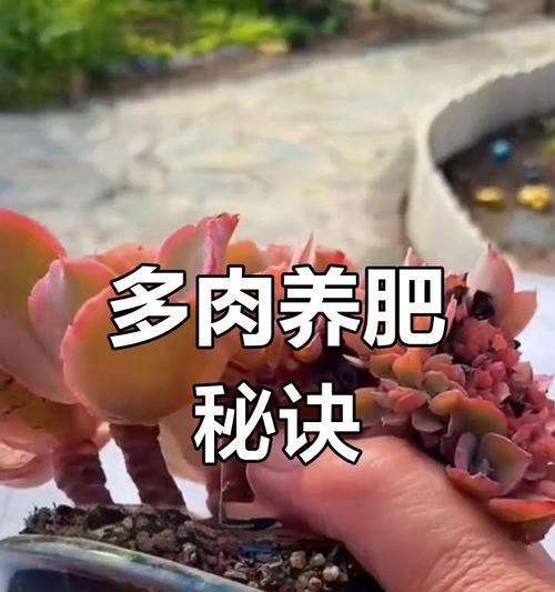 秋天如何养多肉？秋季多肉养护的注意事项是什么？