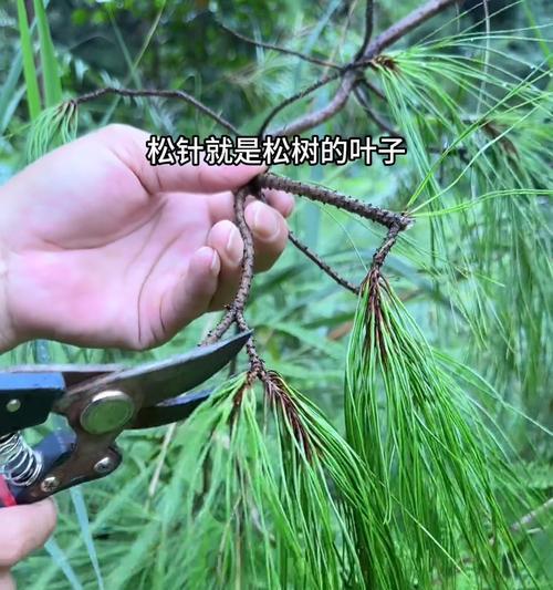 松树叶的特征是什么？如何辨别不同种类的松树？