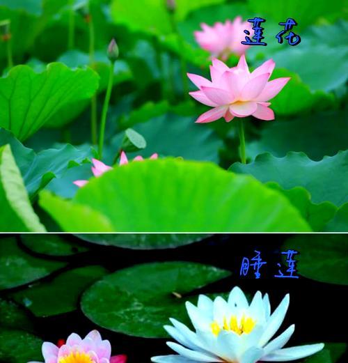 莲花有哪些不同的品种？