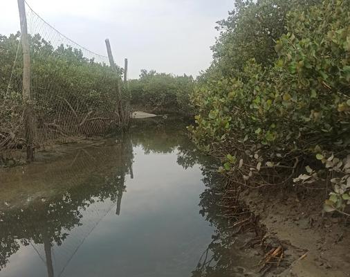 如何使土壤变成酸性？有哪些方法可以调整土壤pH值？