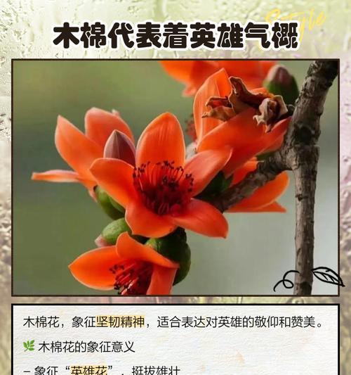 哪些花的花语象征花期短暂？
