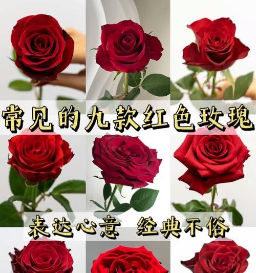 什么花的花语是与爱人重逢的？哪种花象征着重逢的喜悦？