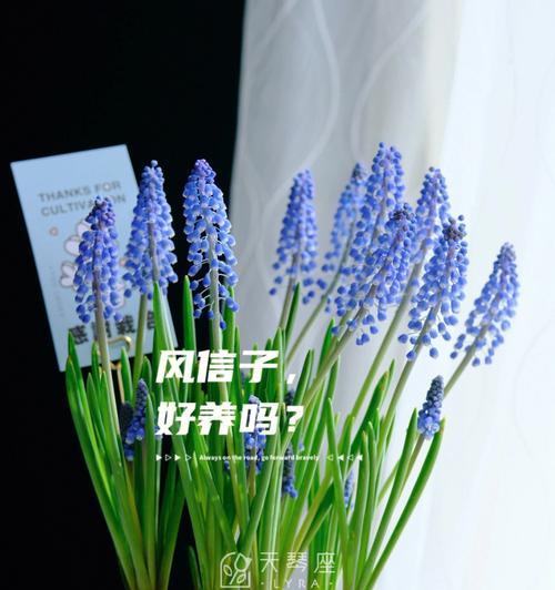 红葡萄有什么花语和寓意？红葡萄象征着什么？