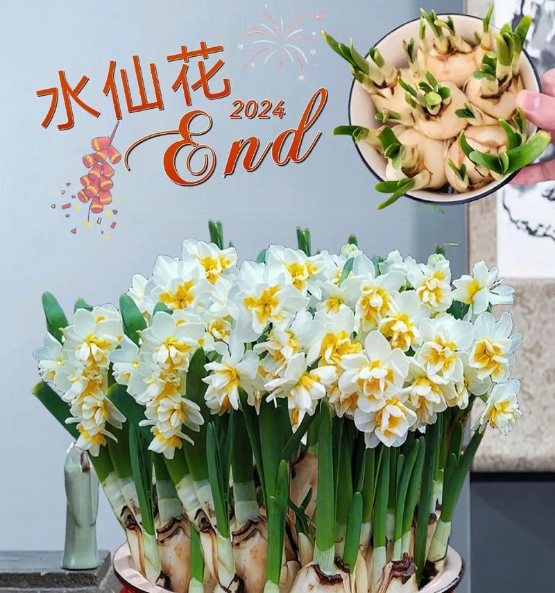 今年流行的花语有哪些？最美的花语是什么？