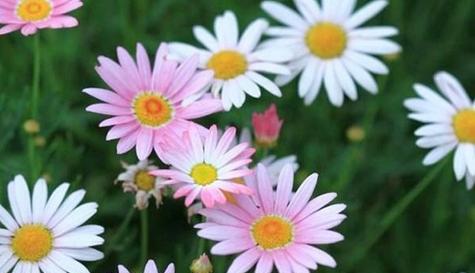 玛格丽特花盛开时的花语是什么？