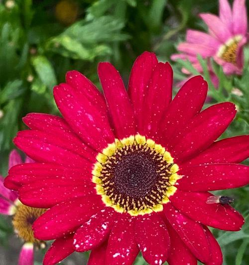 玛格丽特花盛开时的花语是什么？