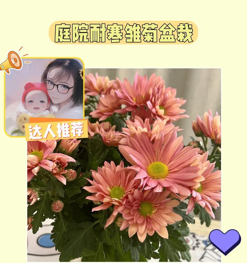 搭配雏菊的花语是什么？雏菊与其他花搭配时的特别含义？