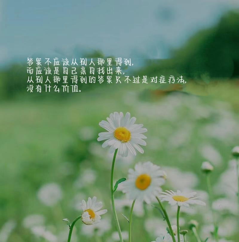 搭配雏菊的花语是什么？雏菊与其他花搭配时的特别含义？