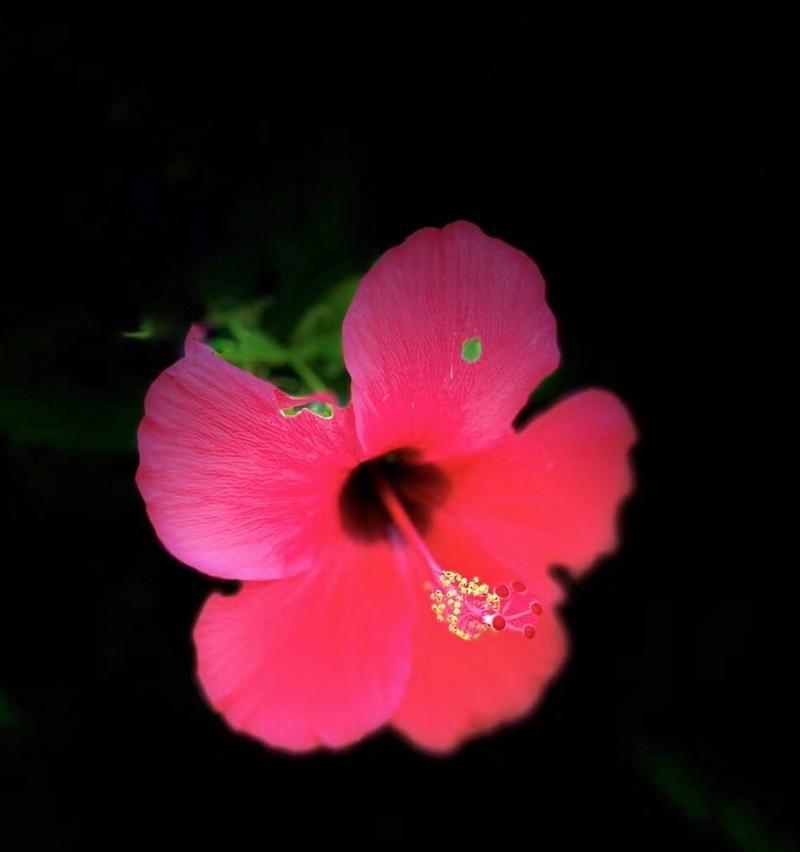 温柔大方善良体贴的花语是什么？它在花语中象征着什么？