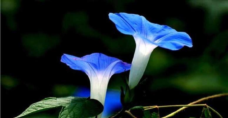 变色牵牛的花语有何含义？这种花的花语代表什么？
