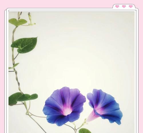 变色牵牛的花语有何含义？这种花的花语代表什么？