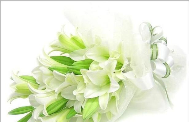 白百合搭配哪种花语更动听？