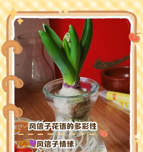 白色风信子的花语暗示了什么？