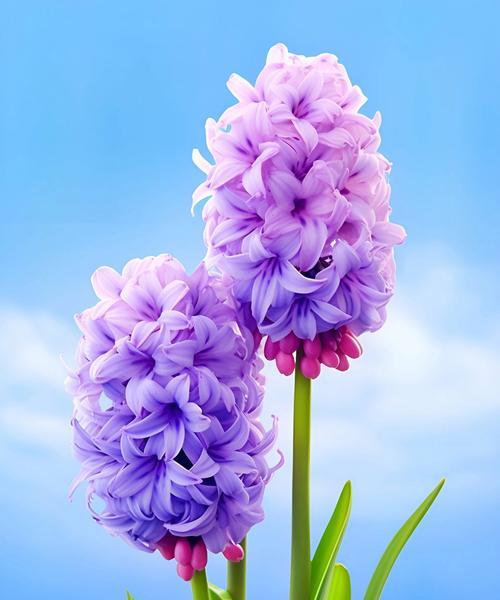 白色风信子的花语暗示了什么？