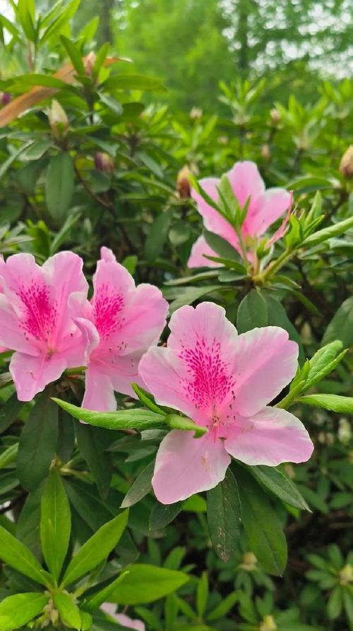 哪种花的花语与混混有关？