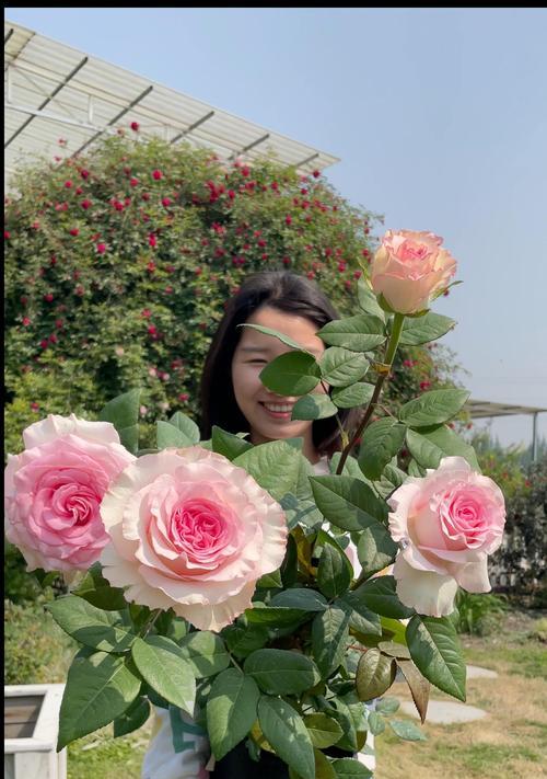 洛神月季的花语和寓意有哪些？