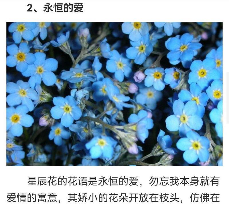 暗恋时勿忘我的花语代表了什么？