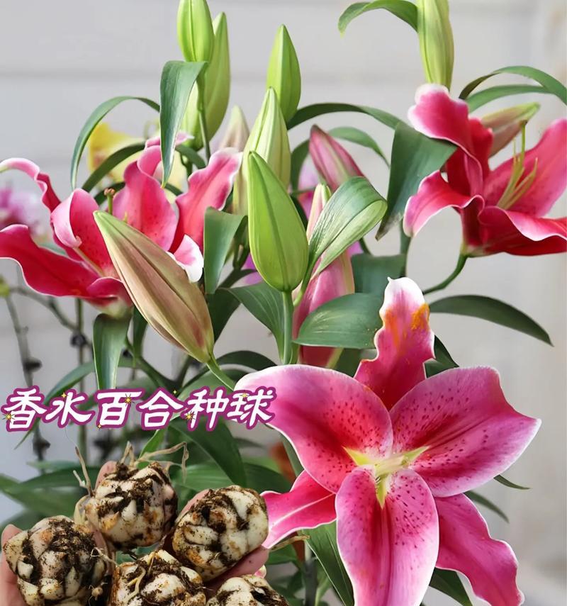 蓄谋已久这个成语与哪种花的花语相关？