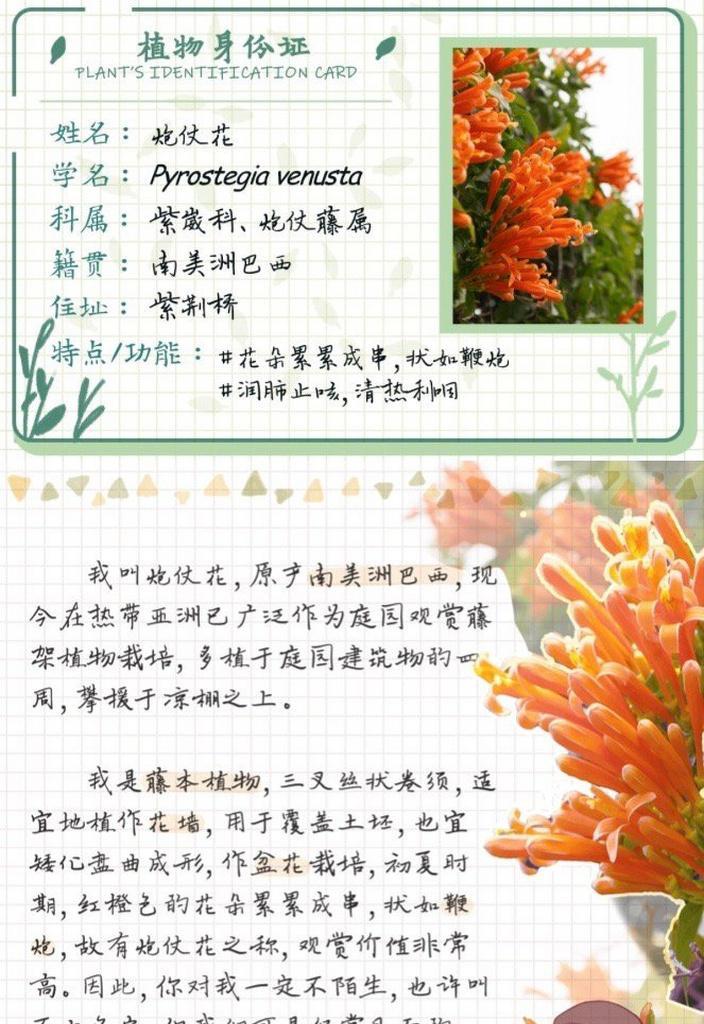 蓄谋已久这个成语与哪种花的花语相关？