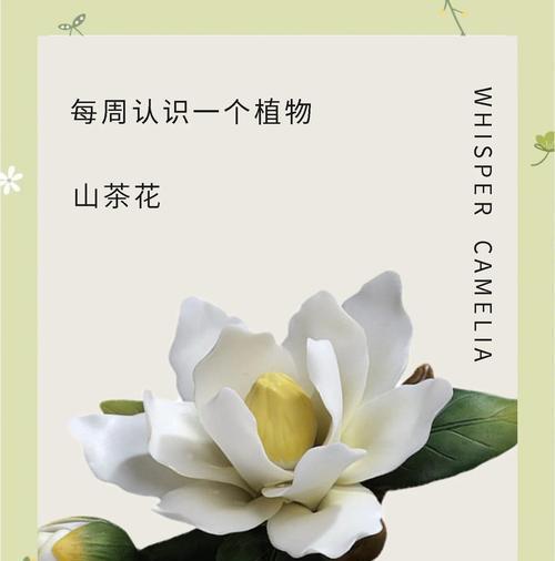 山茶花的花语有哪些？