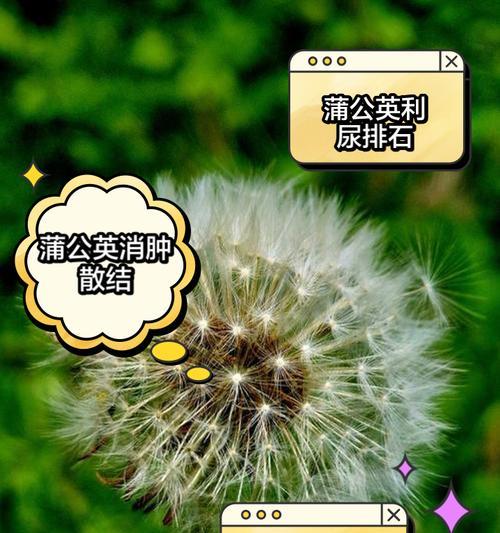 蒲公英的花语和含义有何深意？