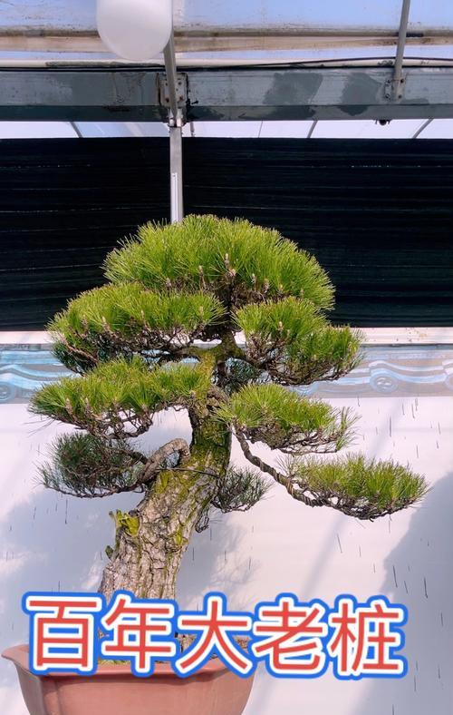 蜉蝣与君子兰共同寓意着什么？