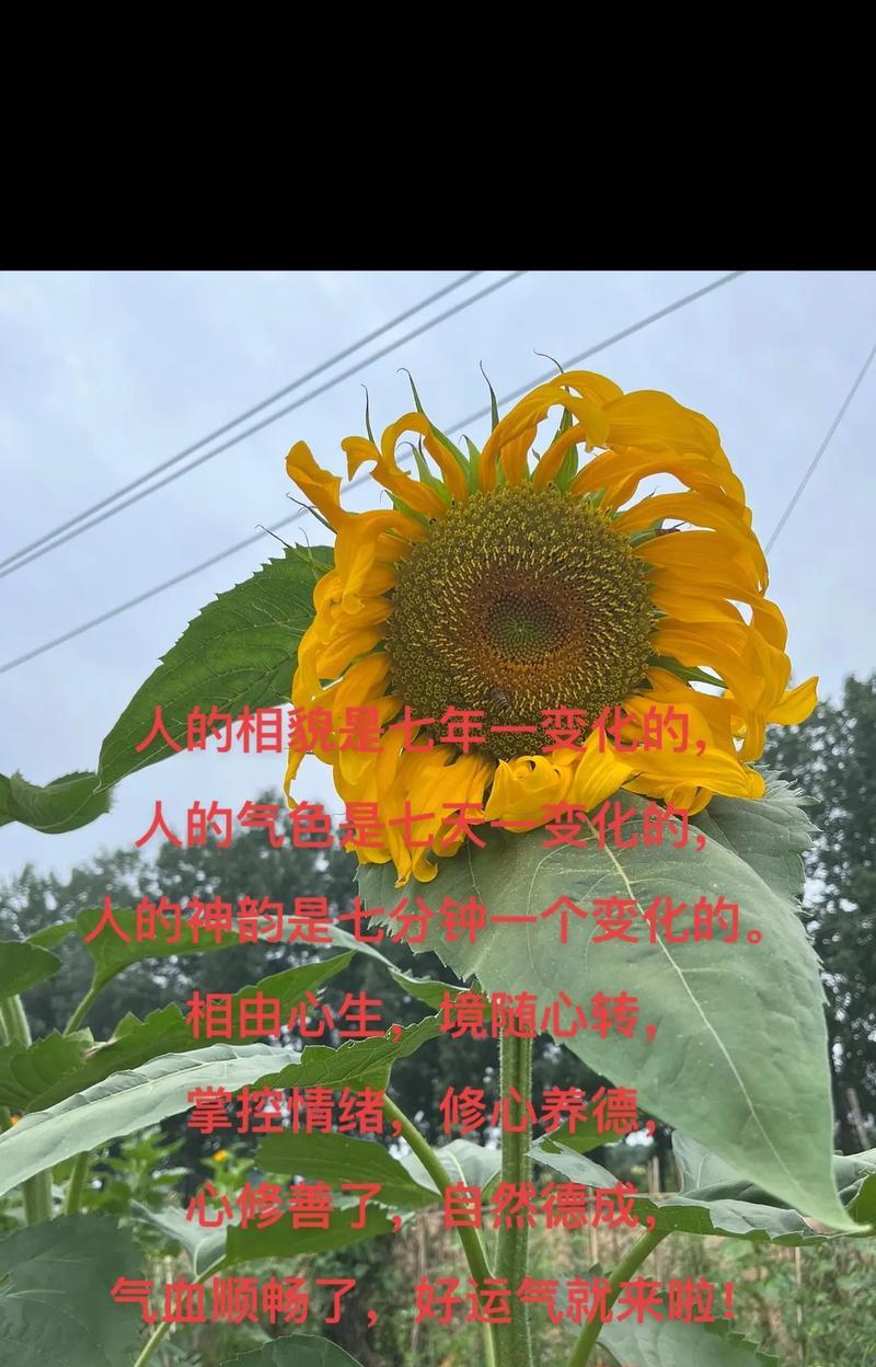 摘种满花的花语代表什么？摘种满花有何特别含义？