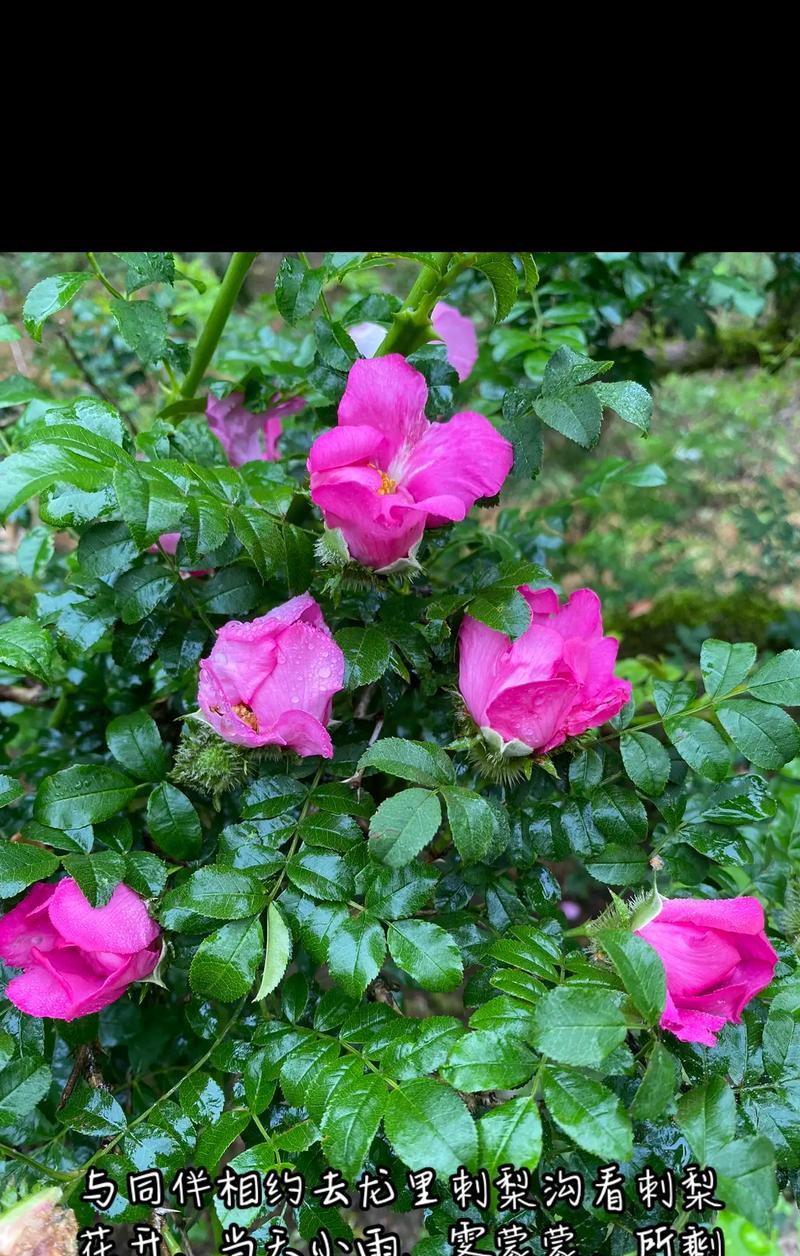 摘种满花的花语代表什么？摘种满花有何特别含义？