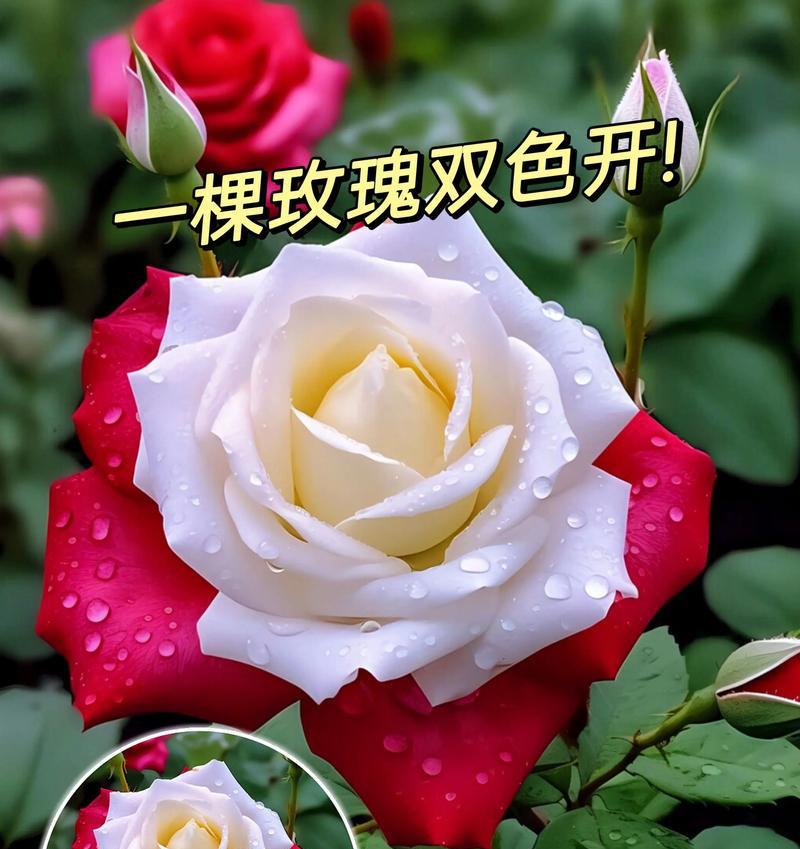 有生花的花语代表了什么？