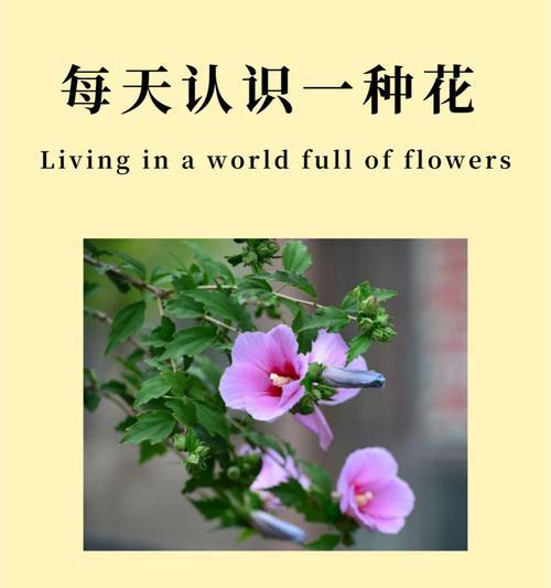有生花的花语代表了什么？