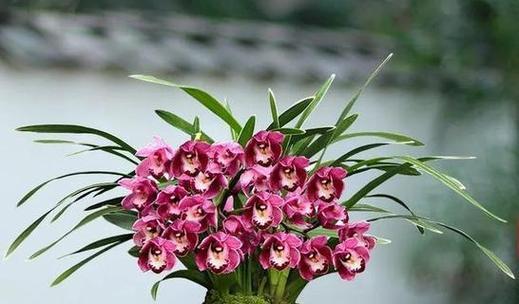 陌上花语是什么动物的生肖？花语与生肖动物的关联是什么？