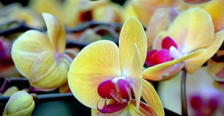 陌上花语是什么动物的生肖？花语与生肖动物的关联是什么？
