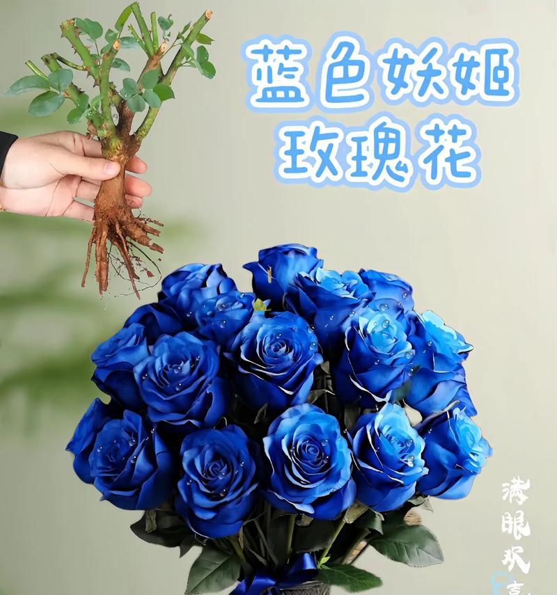 爱到永久玫瑰花语是什么？表达永恒爱意的玫瑰花有几种？