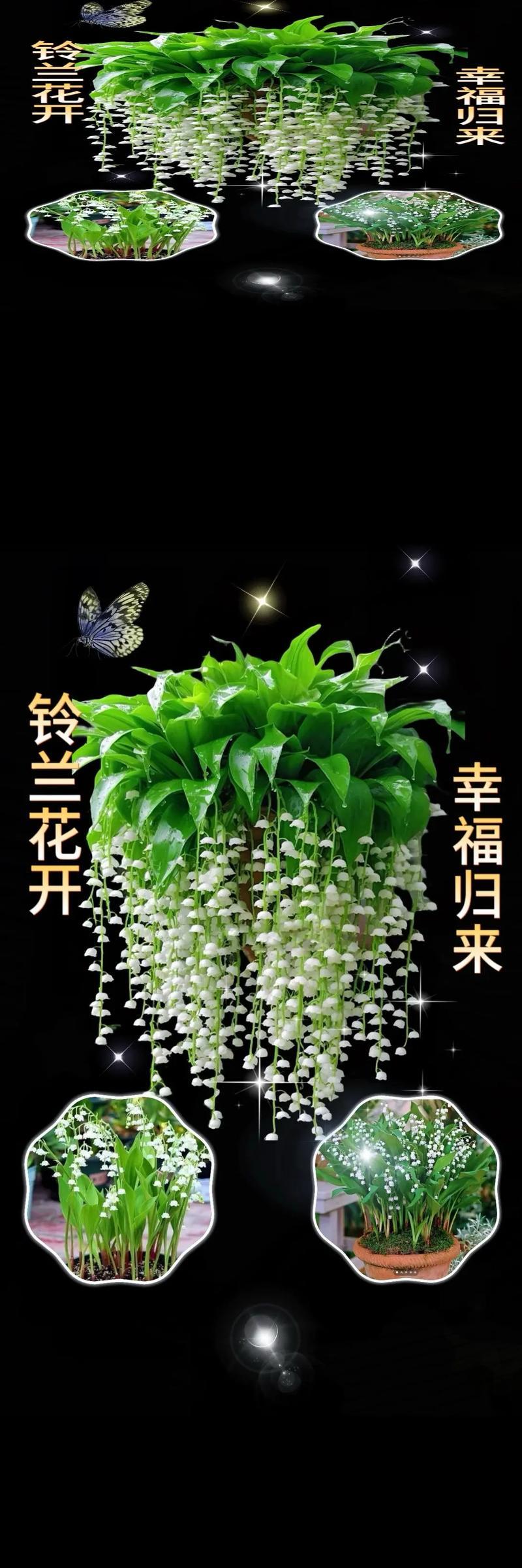 铃兰的花语和寓意有哪些？