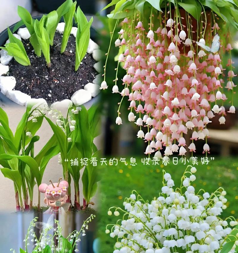 铃兰的花语和寓意有哪些？